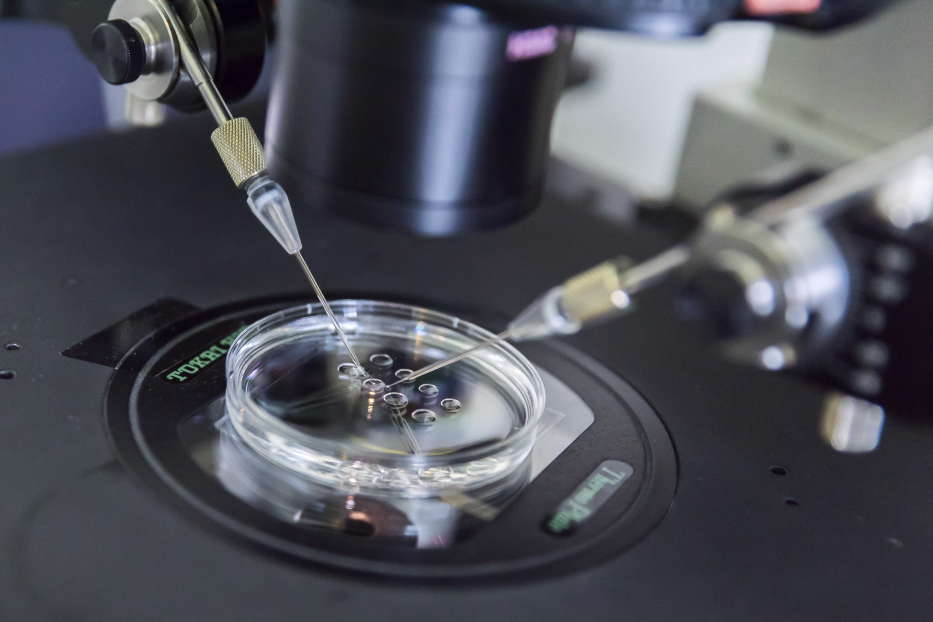 Asistovaná reprodukce je výkladní skříňí české medicíny